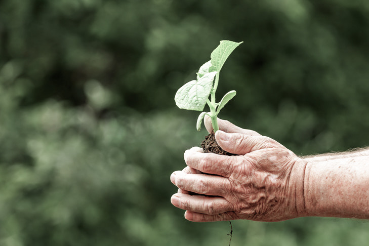 Obsèques écologiques : comment les organiser au mieux ?