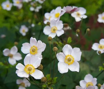 Fleurs anémones