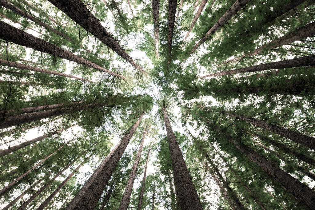Ecologie et décès : les forêts cinéraires