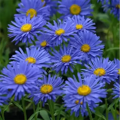Fleurs Asters