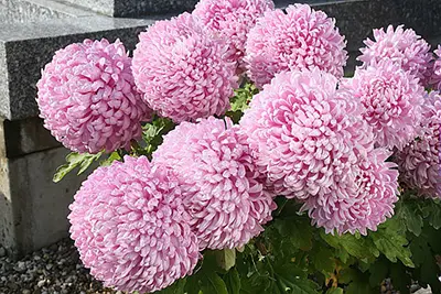 Chrysanthème
