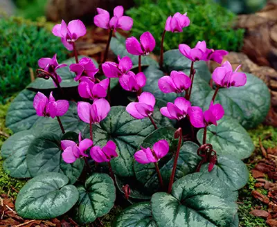 Cyclamen
