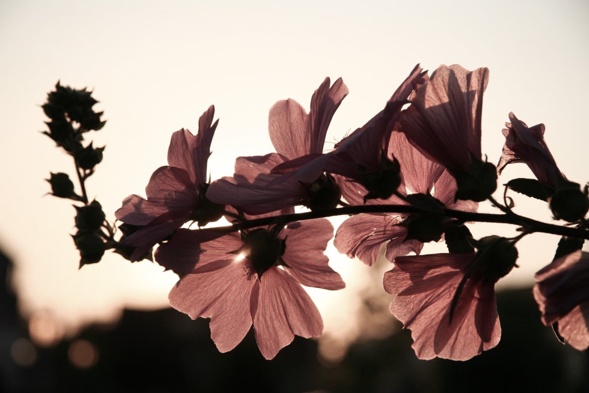 Fleurs au coucher de soleil Flowers and mourning: the different floral meanings