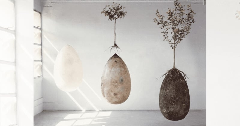 Ecologie et décès : les capsules funéraires qui vous transforment en arbre