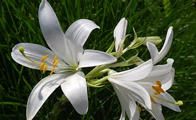 Fleur de Lys