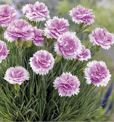 Fleurs Oeillets