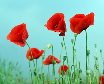 Fleurs de Pavot
