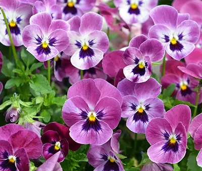 Fleur pensée