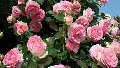Rosier