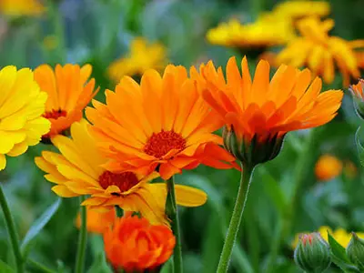 Fleurs souci