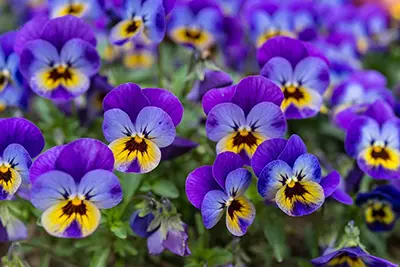 Violette